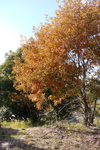 霜月の終わり…裏山散歩_f0222692_1858788.jpg