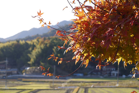 霜月の終わり…裏山散歩_f0222692_19135100.jpg