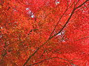 a0118993_20302169.jpg