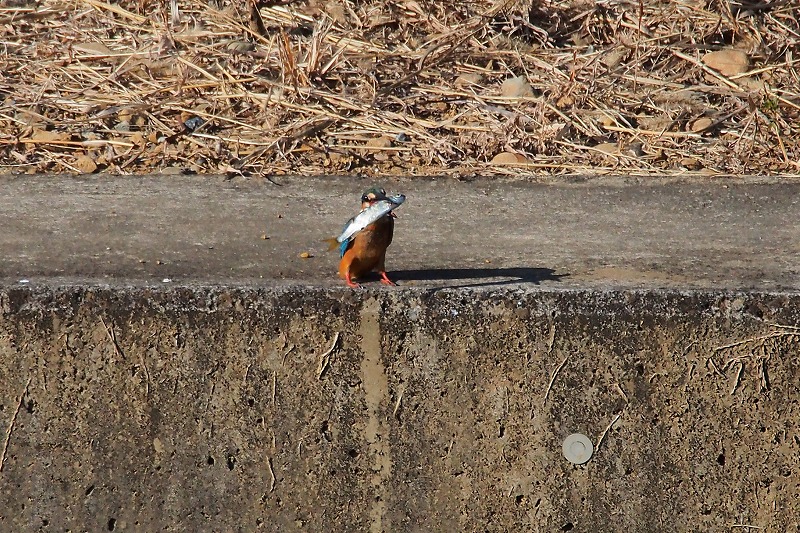 a0293295_20552973.jpg