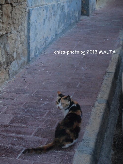 2013 #15 MALTA Cats_c0158998_16451311.jpg