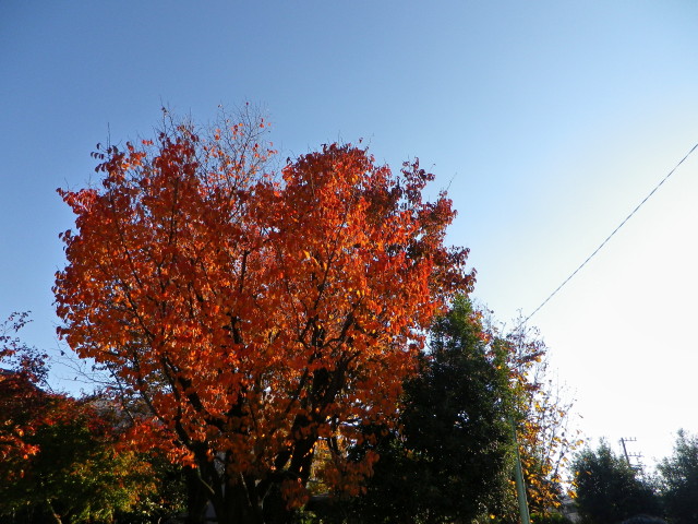 a0203600_10483045.jpg