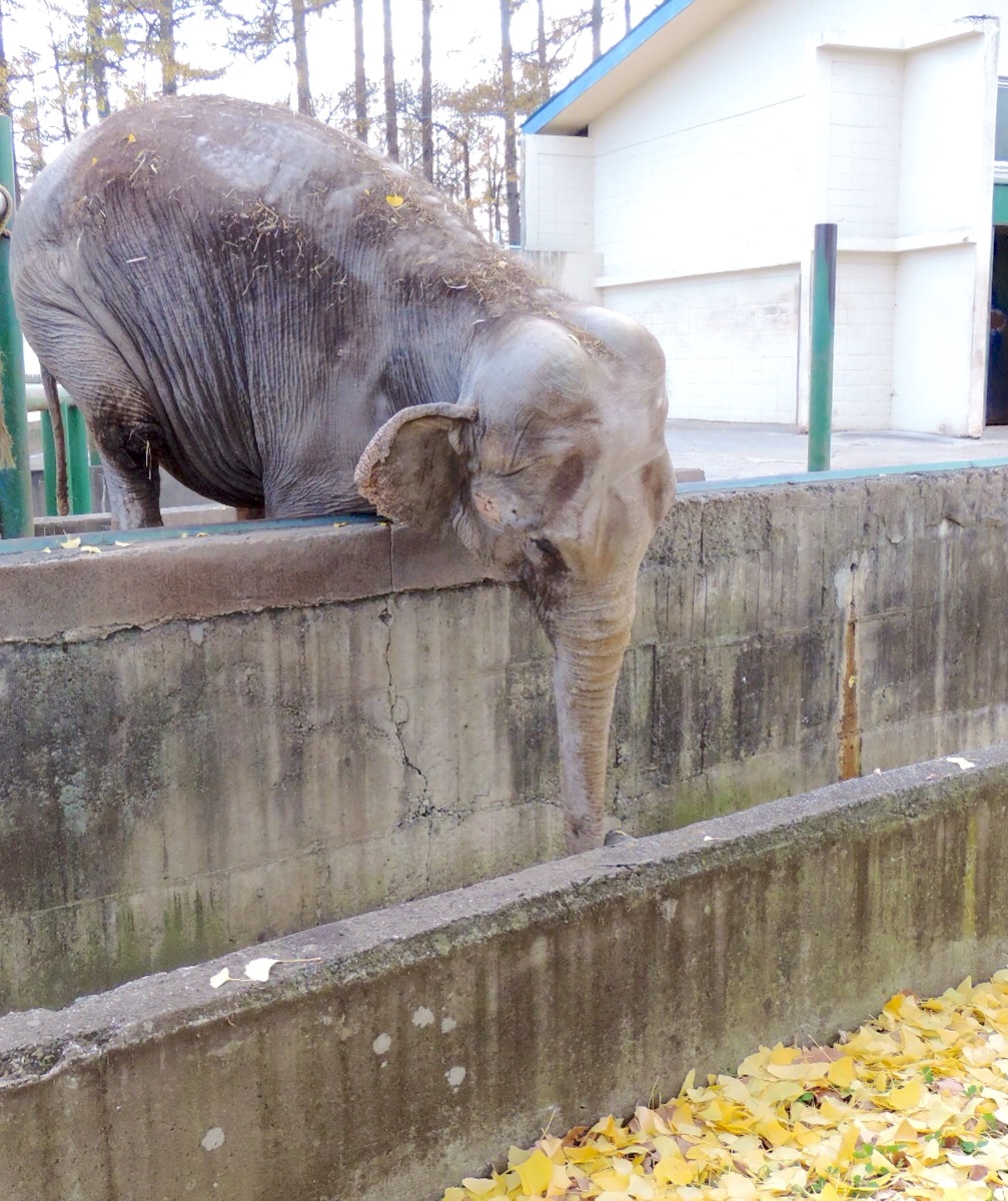 インドゾウ ナナ ｜ おびひろ動物園_e0319302_20341736.jpg