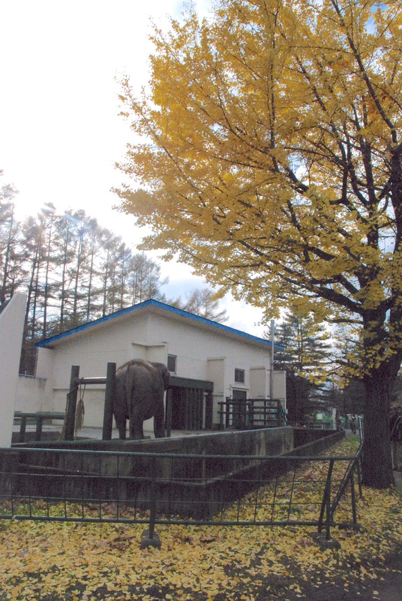 インドゾウ ナナ ｜ おびひろ動物園_e0319302_20382121.jpg