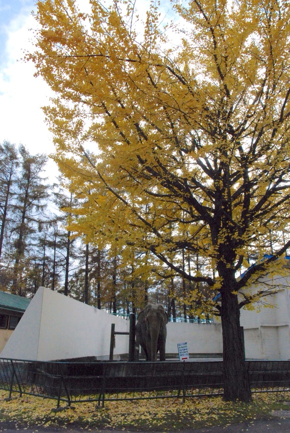 インドゾウ ナナ ｜ おびひろ動物園_e0319302_20401199.jpg