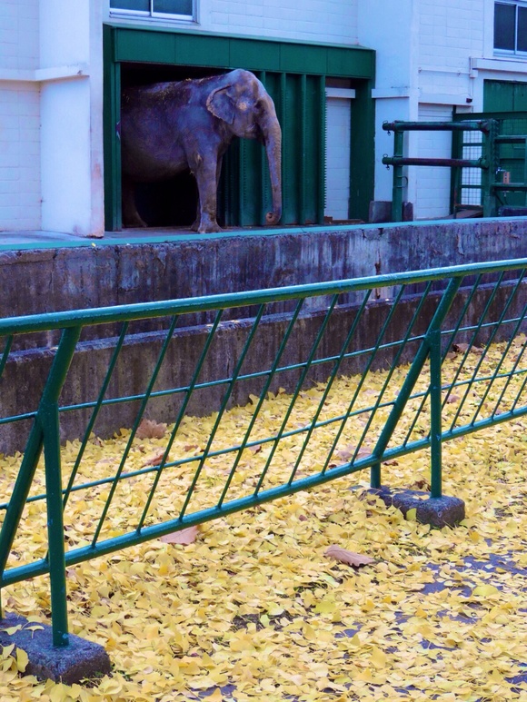 インドゾウ ナナ ｜ おびひろ動物園_e0319302_20403384.jpg