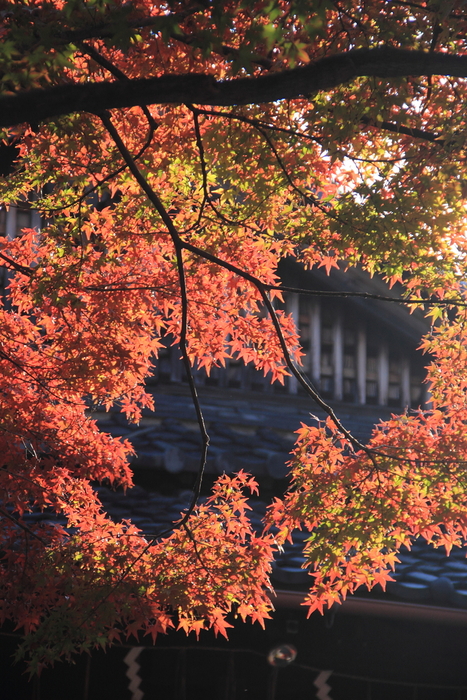 車折神社の紅葉_c0298703_19583216.jpg