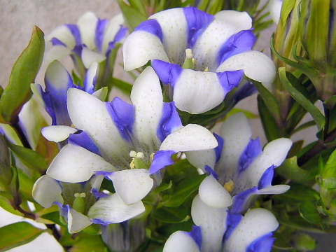 造花の様な生花 リンドウの青と白の二色華 りき丸城 ラジオセット土鈴草花