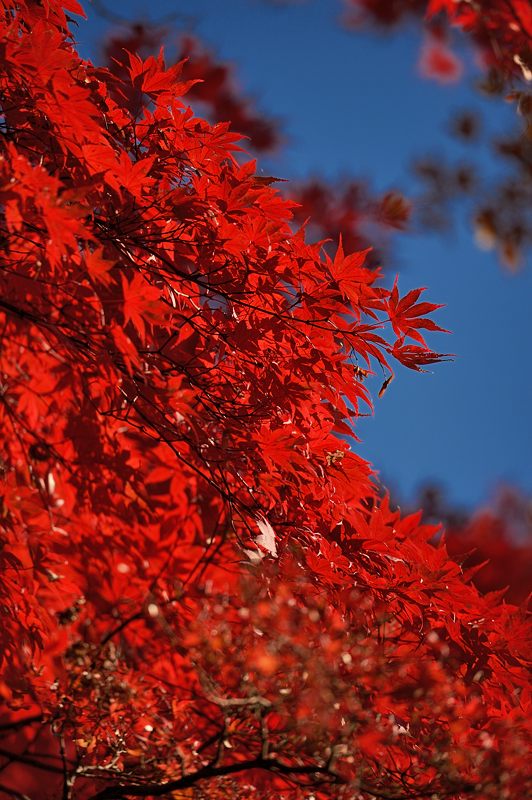 2013京都の紅葉!・金蔵寺　其の二_f0032011_19473060.jpg