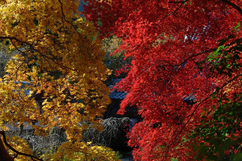 2013京都の紅葉!・金蔵寺　其の二_f0032011_19494580.jpg