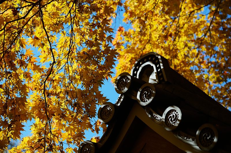 2013京都の紅葉!・金蔵寺　其の二_f0032011_20184443.jpg