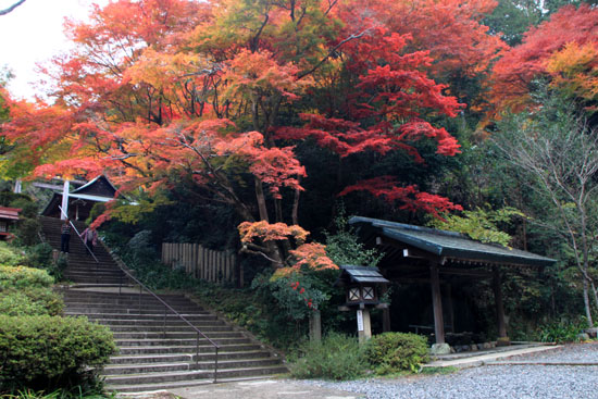 日向大神宮 13紅葉だより56_e0048413_22572441.jpg