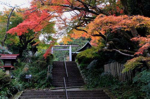 日向大神宮 13紅葉だより56_e0048413_2258439.jpg