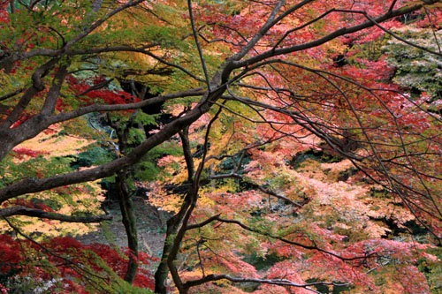 日向大神宮 13紅葉だより56_e0048413_22594424.jpg
