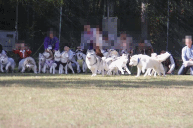 b0207615_22374399.gif