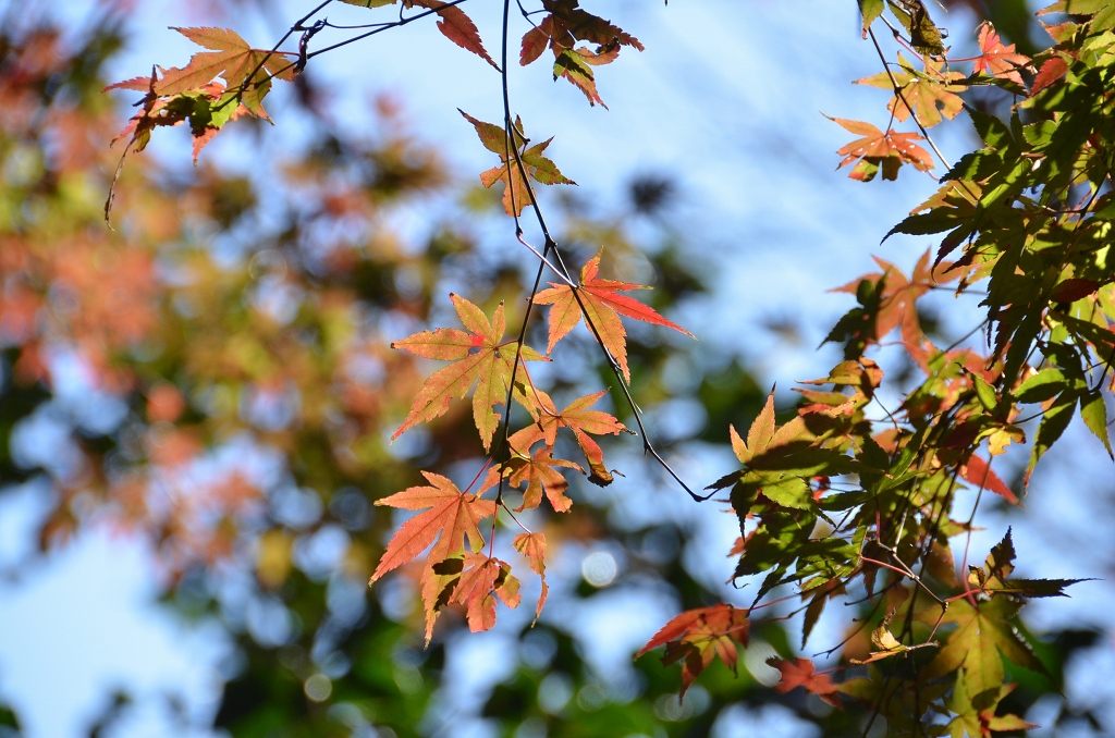 鎌倉の紅葉　英勝寺_d0065116_20233344.jpg