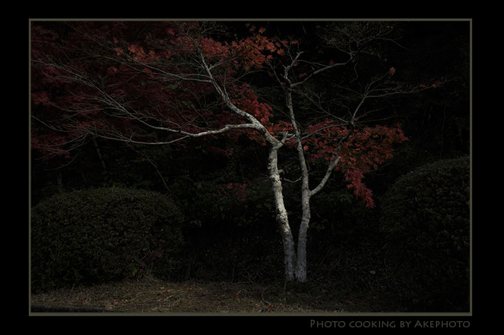 紅葉3　～ 濃　秋 ～_e0127416_2324538.jpg