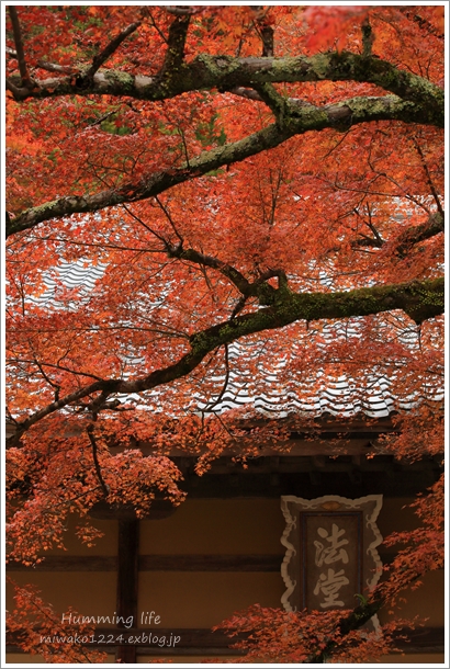 Autumn foliage @永源寺②_b0260319_21164147.jpg