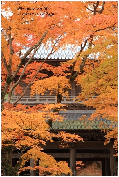 Autumn foliage @永源寺②_b0260319_21224915.jpg