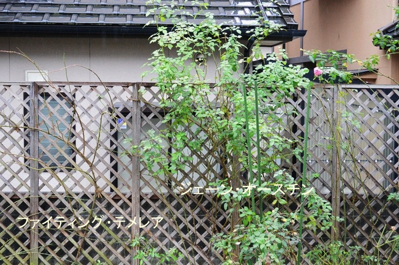 d0096422_10191731.jpg