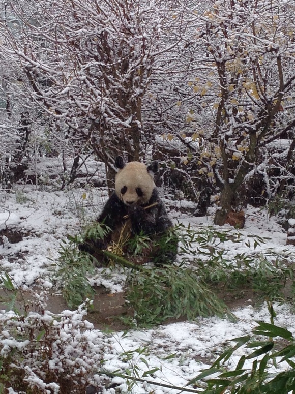 オーストリア  ウィーンの動物園☆_c0188525_18215665.jpg