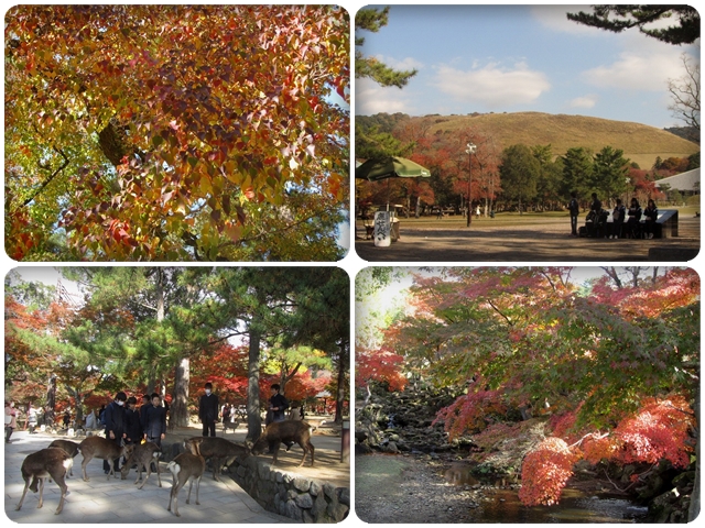 奈良の世界遺産と紅葉_f0054429_23203351.jpg