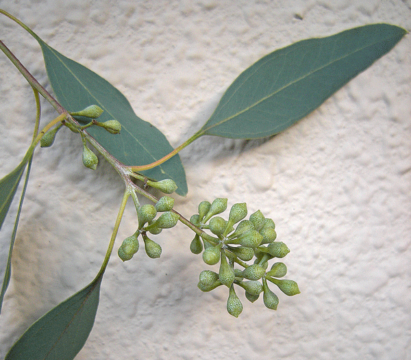 11月27日　ユーカリ ポポラス_a0001354_23164628.gif