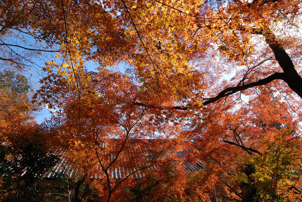 Autumn color of leaves 1_a0157155_20503662.jpg