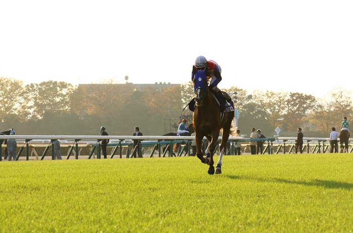 牝馬ジェンティルドンナ ジャパンカップ連覇（1） 返し馬 : Turf
