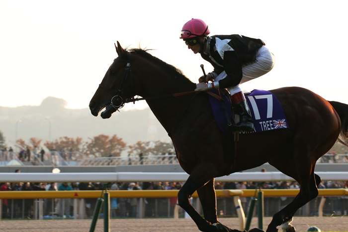 牝馬ジェンティルドンナ ジャパンカップ連覇(1) 返し馬 : Turf 牝馬ジェンティルドンナ ジャパンカップ連覇(1) 返し馬 : Turf