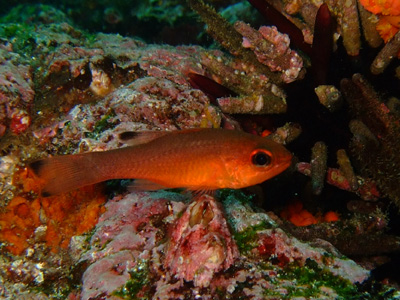 ガラパゴスの魚2　小物編♪　　　　　　　　　　  GALAPAGOS_e0184067_13384697.jpg