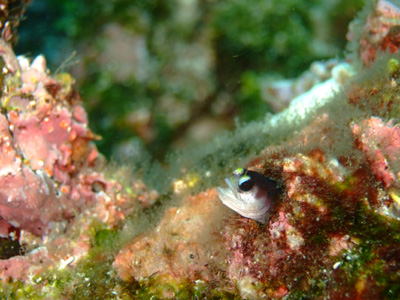 ガラパゴスの魚2　小物編♪　　　　　　　　　　  GALAPAGOS_e0184067_13385582.jpg