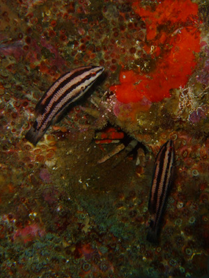 ガラパゴスの魚2　小物編♪　　　　　　　　　　  GALAPAGOS_e0184067_13393679.jpg