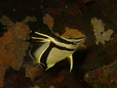 ガラパゴスの魚2　小物編♪　　　　　　　　　　  GALAPAGOS_e0184067_13401318.jpg