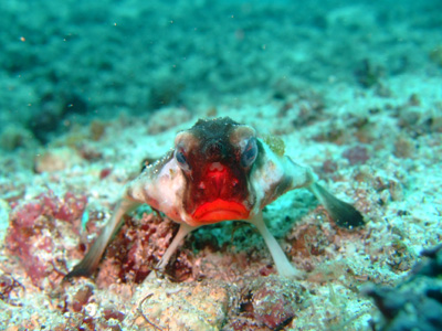 ガラパゴスの魚2　小物編♪　　　　　　　　　　  GALAPAGOS_e0184067_13402127.jpg