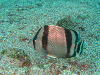 ガラパゴスの魚2　小物編♪　　　　　　　　　　  GALAPAGOS_e0184067_1340443.jpg