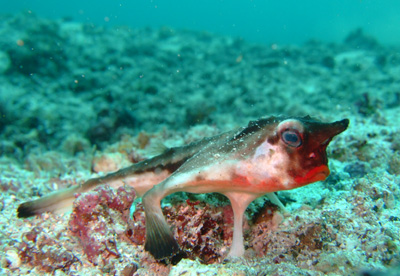 ガラパゴスの魚2　小物編♪　　　　　　　　　　  GALAPAGOS_e0184067_13411034.jpg