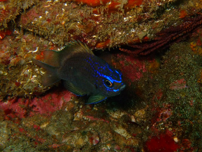 ガラパゴスの魚2　小物編♪　　　　　　　　　　  GALAPAGOS_e0184067_13481831.jpg