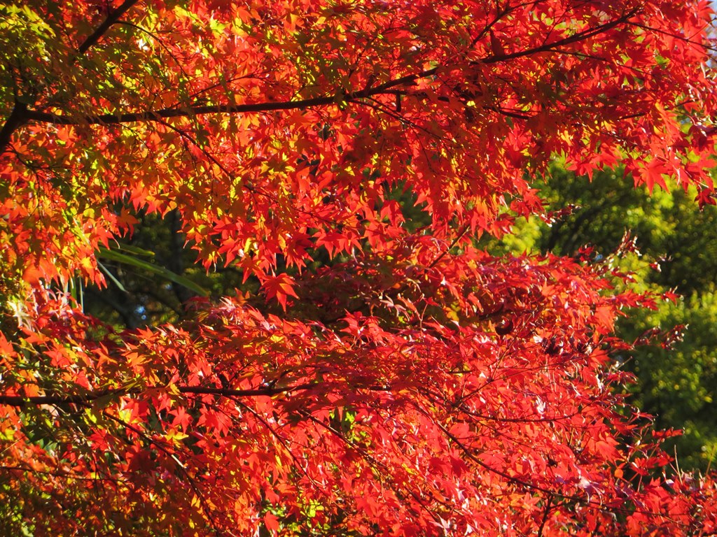 県立大磯城山公園（１）。。。神奈川県中郡大磯町_f0184669_2058614.jpg