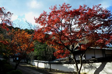 天野山金剛寺境内の紅葉　②_c0229483_1031156.jpg