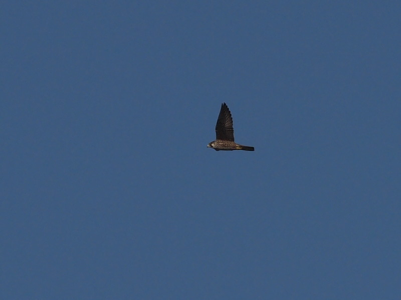 f0055184_2053344.jpg