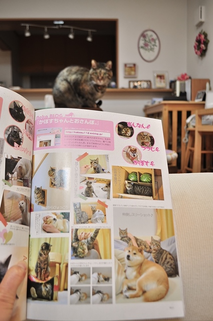 ねこころ1月号_a0126590_621371.jpg