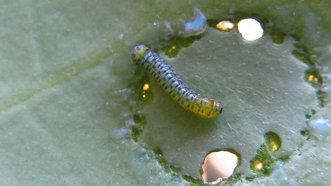 a0152692_1714559.jpg
