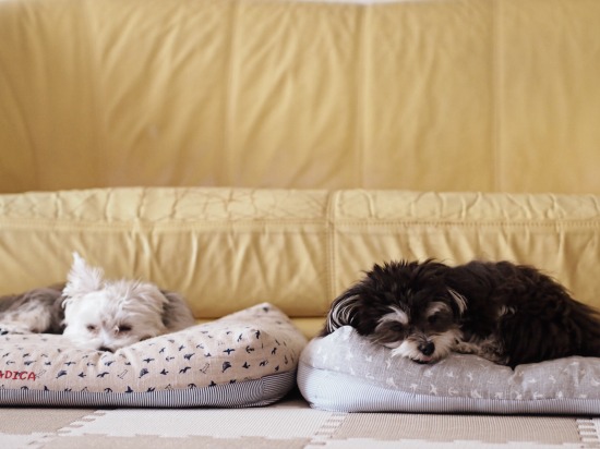 騒々しい飼い主に迷惑をこうむる愛犬_e0290293_8616.jpg