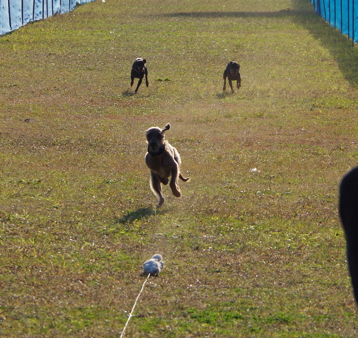 CLUB GALLOP DOG\'S/BZ　チャリティーコーシング　in東扇島_d0098295_2315161.jpg