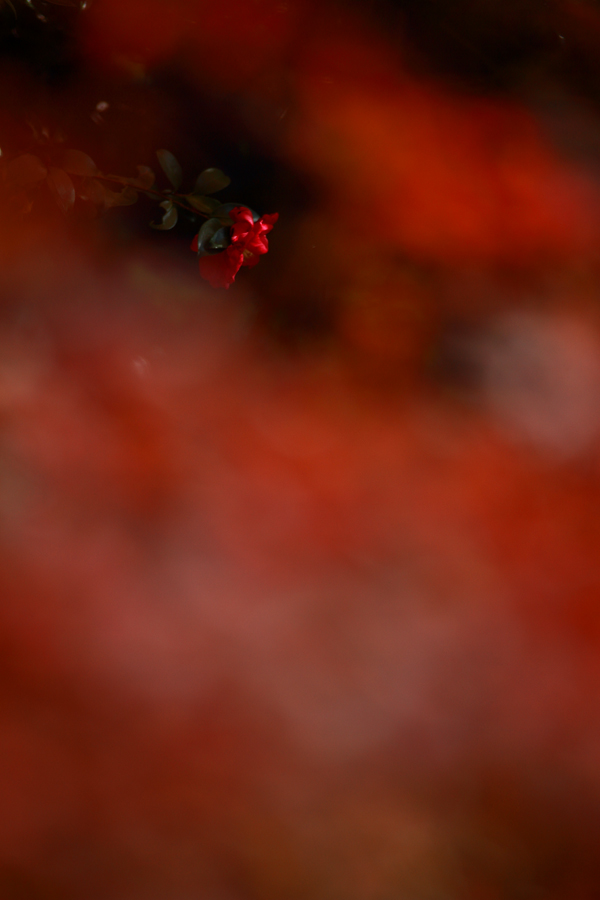 d0192097_21343930.jpg