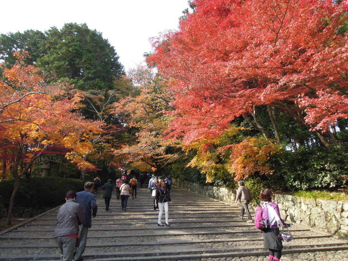 秋の京都　紅葉サイクリング　京都府長岡京市・光明寺　往復７０ｋｍ_b0194998_1953442.jpg