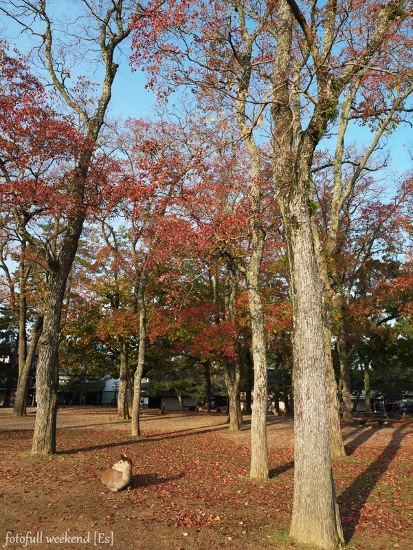 奈良公園の紅葉は・・・ ②_b0138101_20173737.jpg