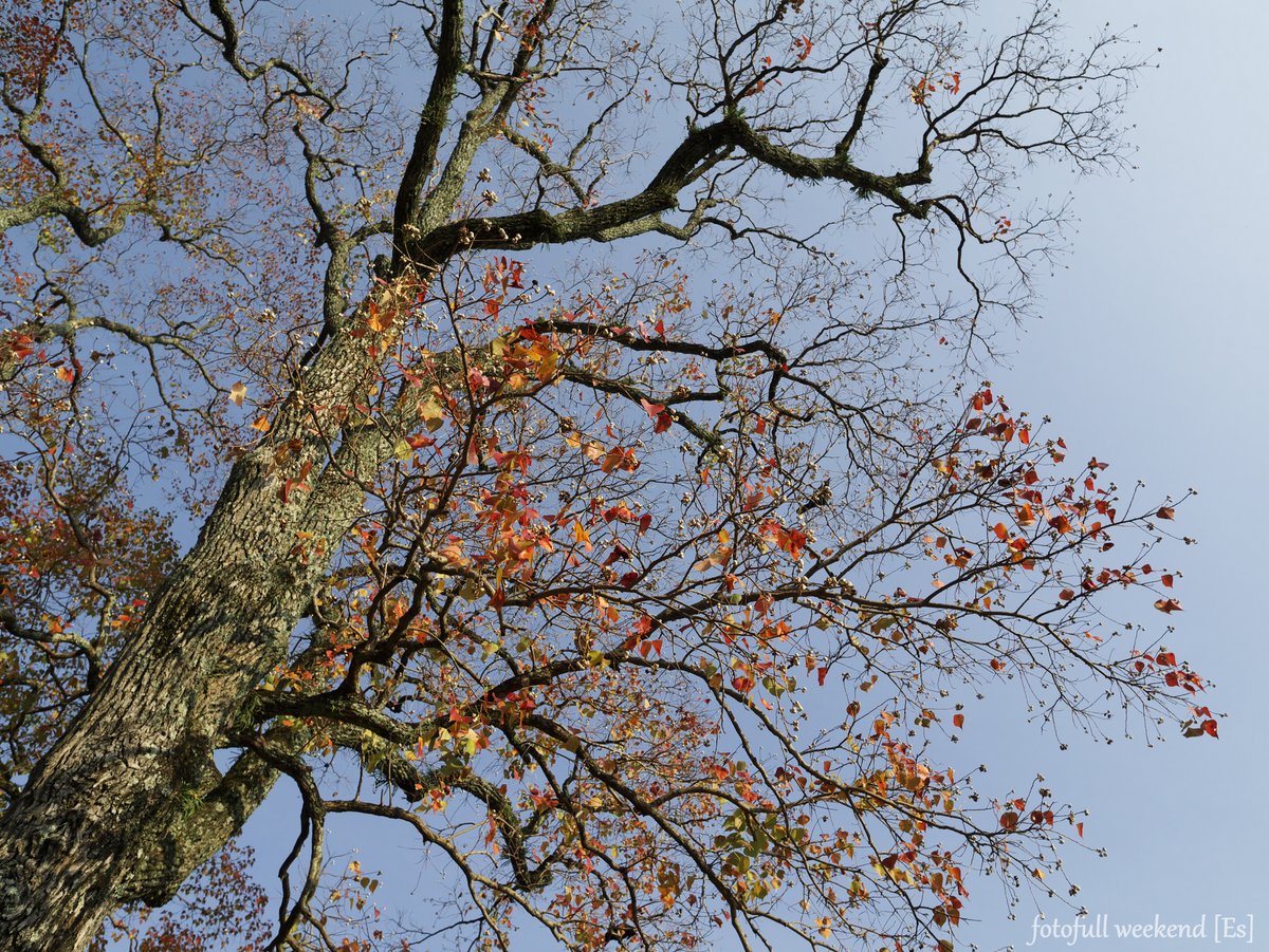 奈良公園の紅葉は・・・ ②_b0138101_20174421.jpg