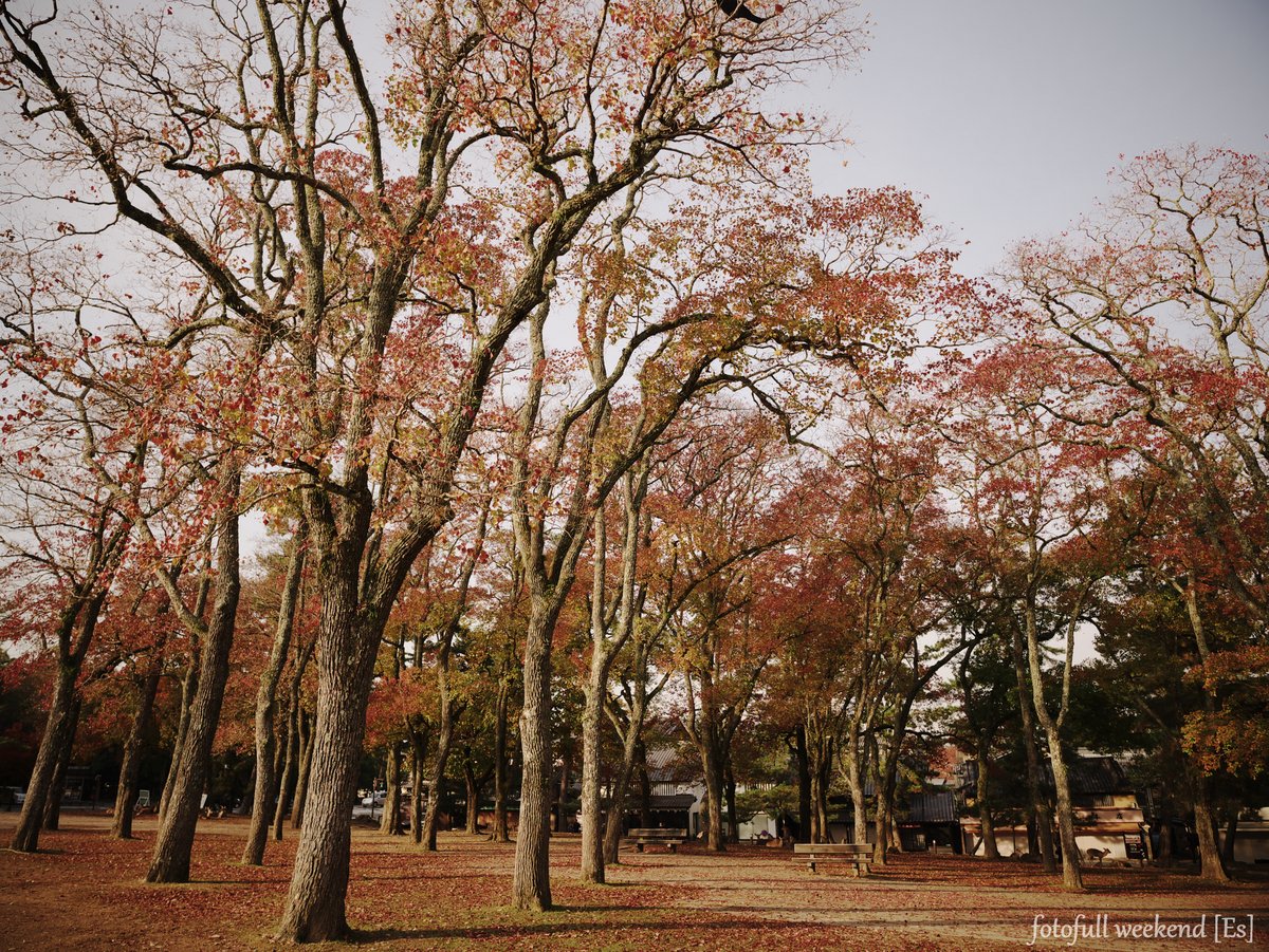 奈良公園の紅葉は・・・ ②_b0138101_2017518.jpg